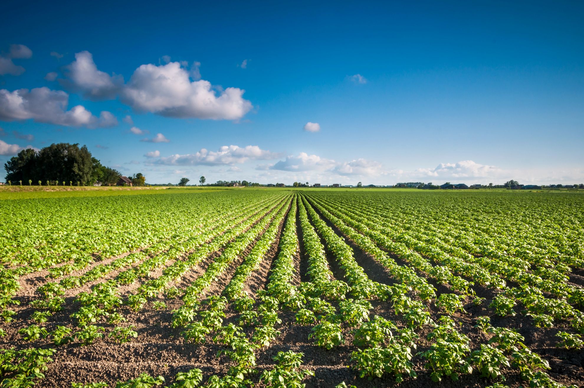 uitgestrekt landbouw landschap